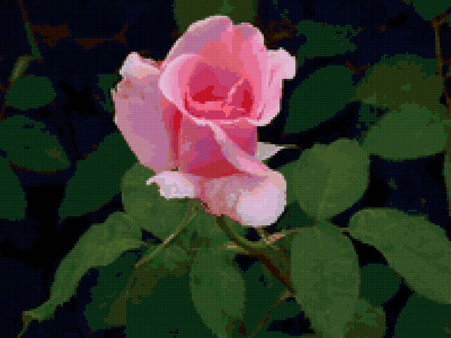 роза - роза, розы, цветы, цветок - предпросмотр