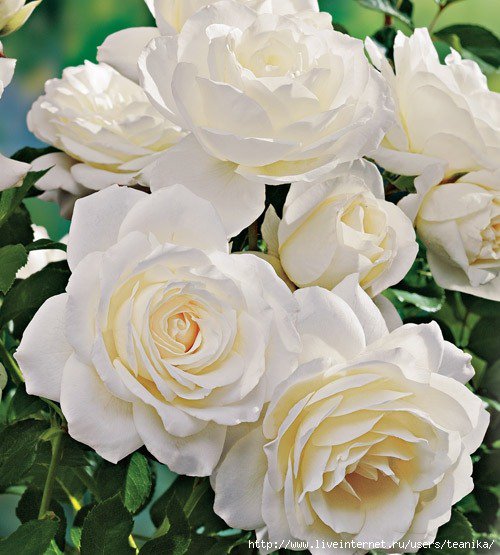 розы - розы, цветы - оригинал