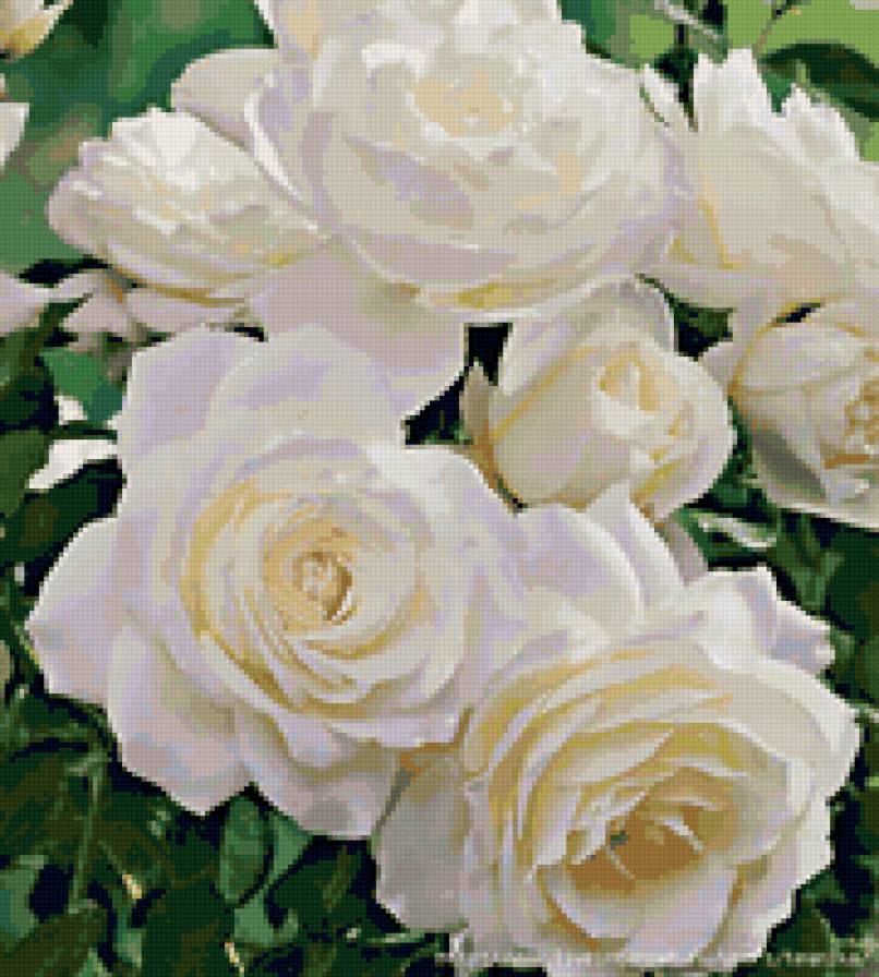 розы - цветы, розы - предпросмотр