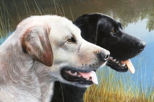 Серия " Пёсики" - собака, домашние, животные - оригинал