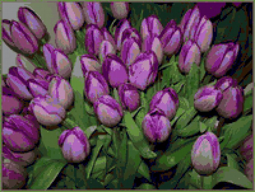тюльпаны - цветы, тюльпаны, букет - предпросмотр