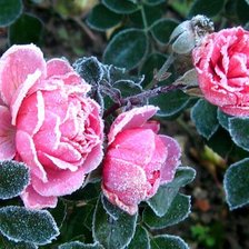 Снежные розы