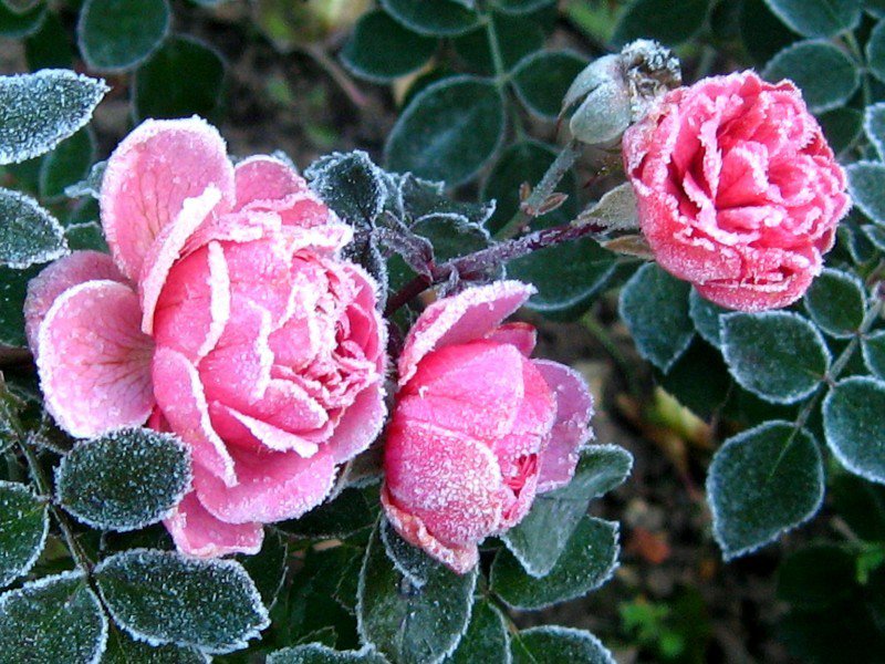 Снежные розы - розочки, иней, розы, цветы, снег - оригинал