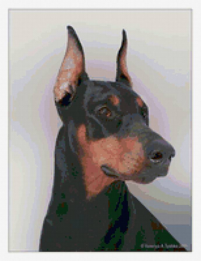 доберман - животные, собаки - предпросмотр