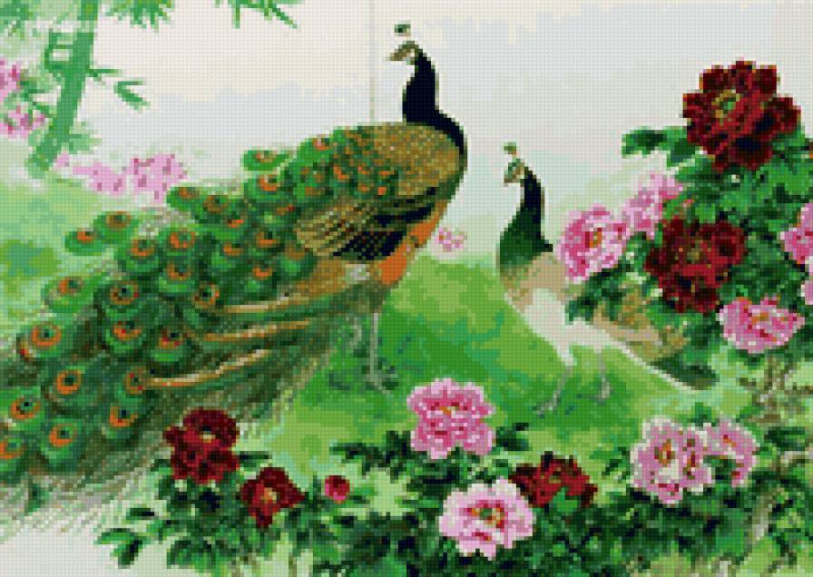 Павлины - предпросмотр