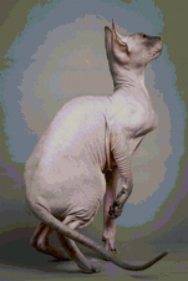 Моника Блю Стар - кошки - предпросмотр