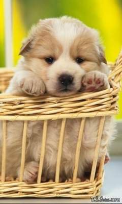 В коризинке - животные - оригинал