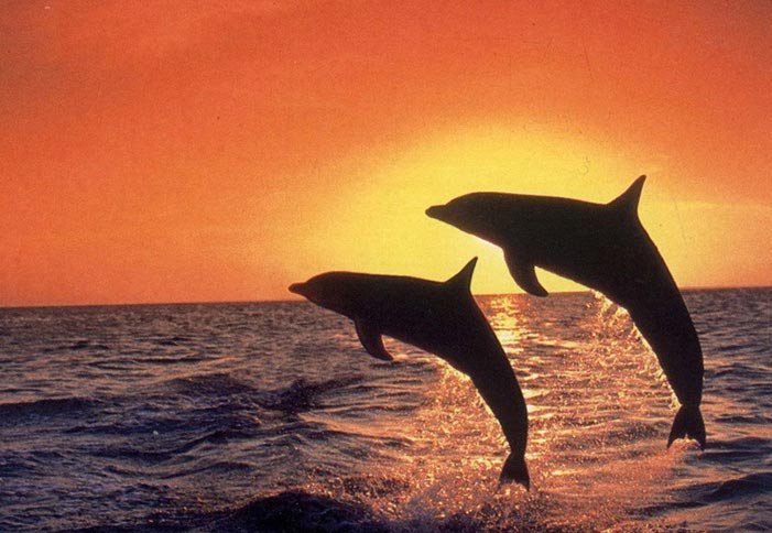 Танец дельфинов - природа, животные, звери, море - оригинал