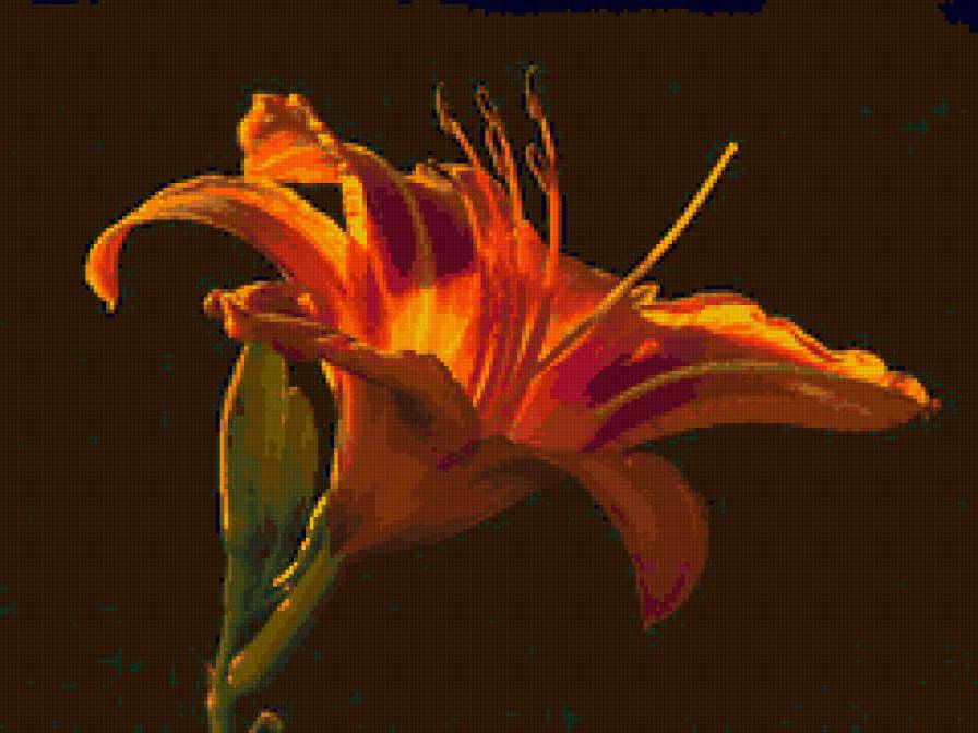 лилия - лилии, цветок, цветы - предпросмотр