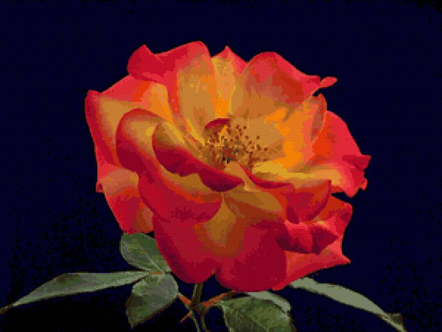 роза - розы, цветок, цветы, роза - предпросмотр