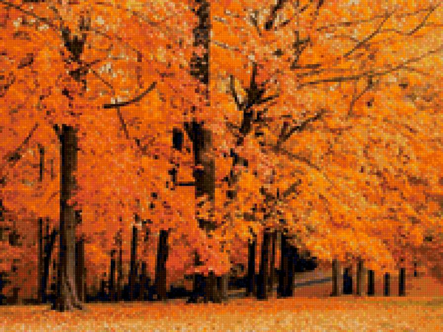 золотая осень - деревья, золотая осень, листья, осень - предпросмотр