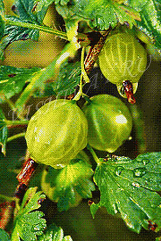 №55186 - оригинал