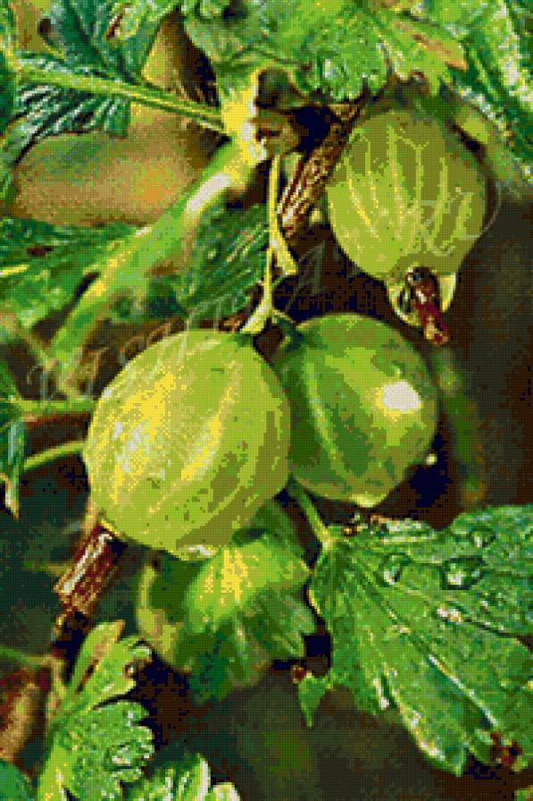 №55186 - предпросмотр