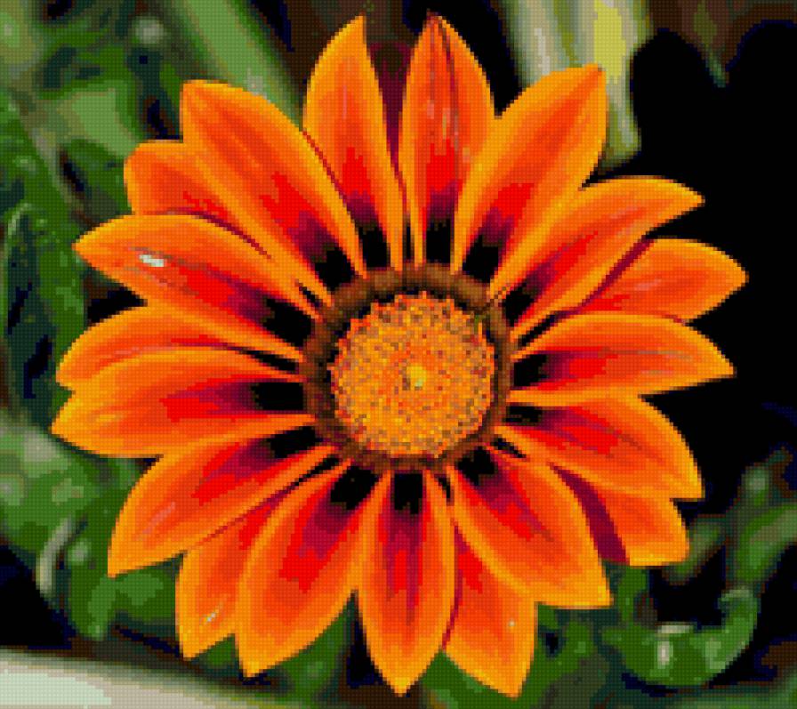 оранжевая красота - цветы - предпросмотр