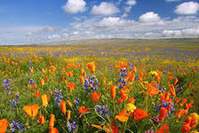 Схема вышивки «природа»