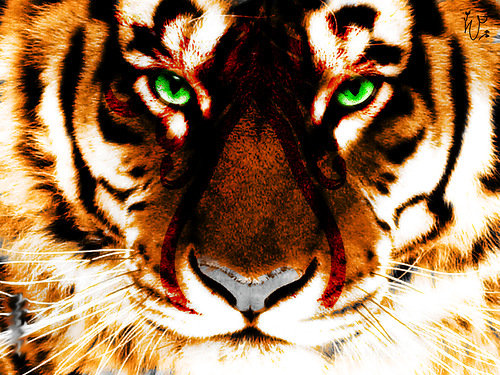 Серия "Большие кошки" - животные, кошки, тигры - оригинал