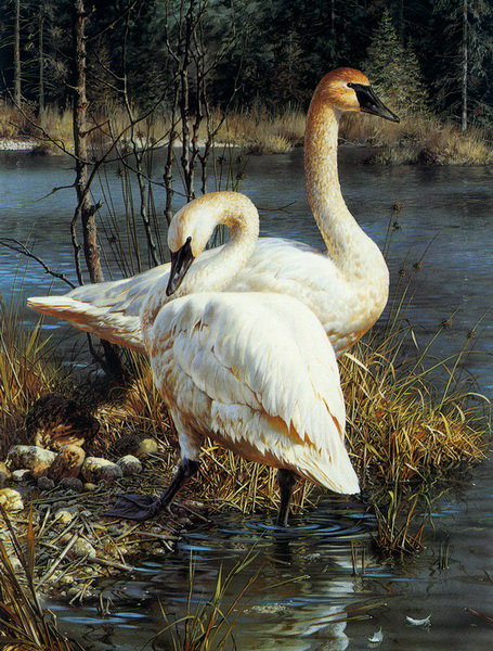 502 - животные - оригинал