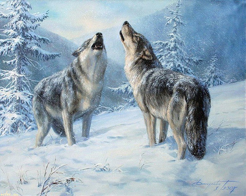 песня волков - в лесу, волки, животные - оригинал