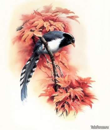 №56540 - птицы - оригинал