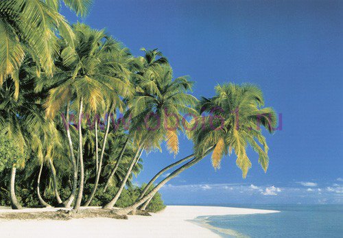 Далекий рай - пляж, пальма, море, рай, остров - оригинал