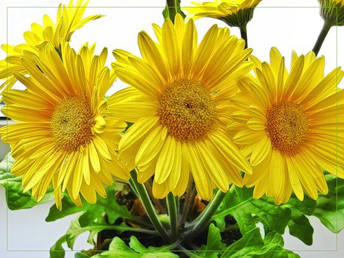 №56692 - цветы - оригинал