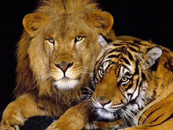 Дружба - тигр, лев - оригинал