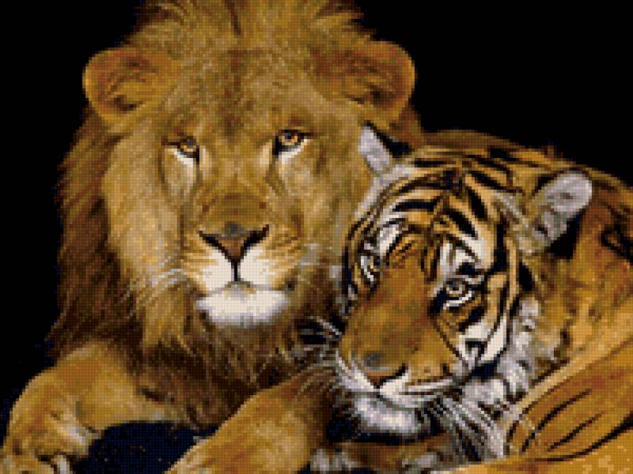 Дружба - лев, тигр - предпросмотр