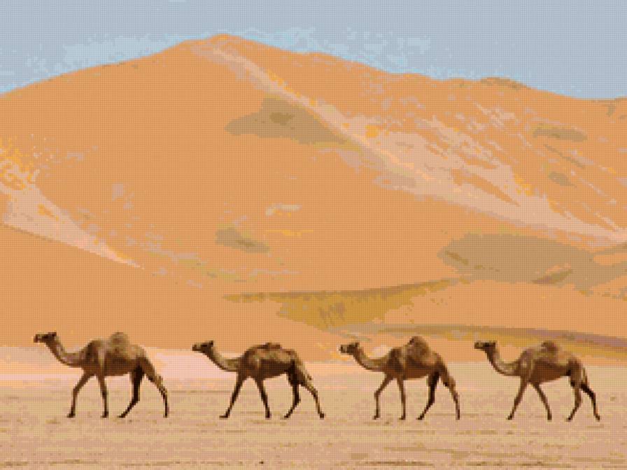 верблюды - пустыня - предпросмотр