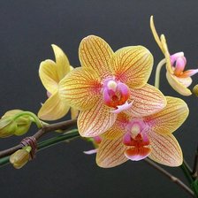 Оригинал схемы вышивки «орхидея» (№57035)