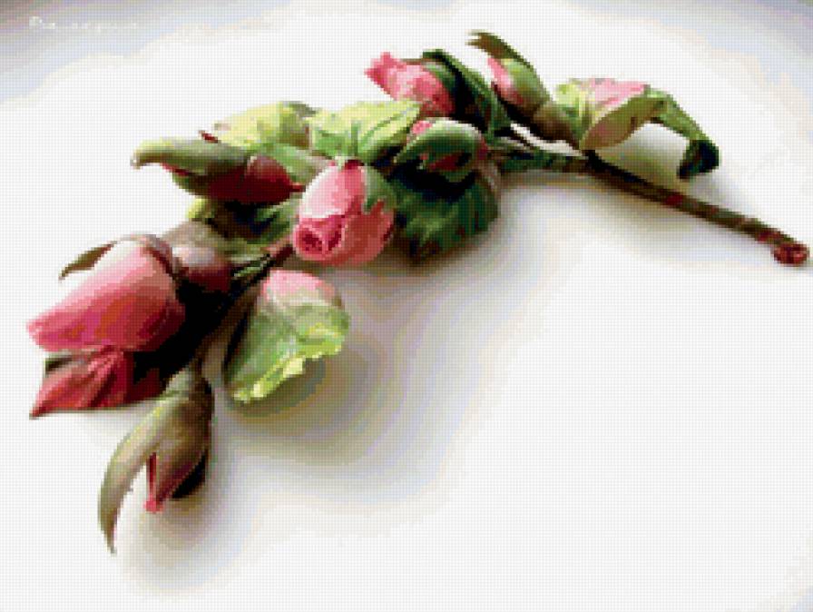 розы - цветы - предпросмотр