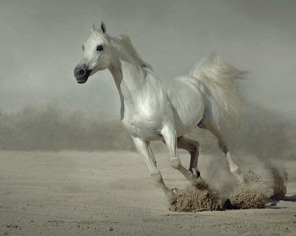 лошадка - лошадь, конь - оригинал