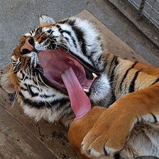 Схема вышивки «тигр зевает»