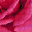 Предпросмотр схемы вышивки «роза» (№57237)