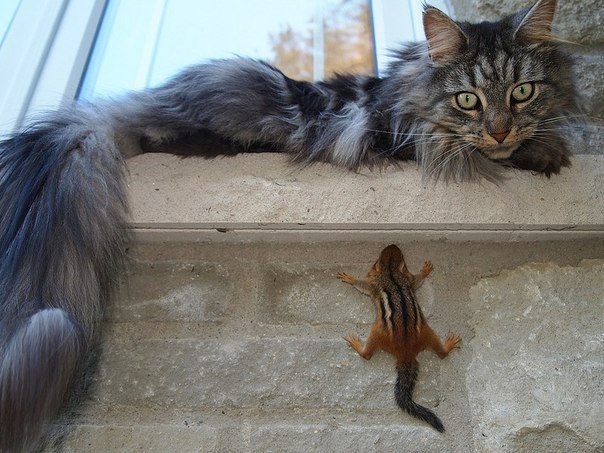 я спрятался - животные - оригинал