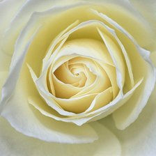 Оригинал схемы вышивки «белая роза» (№57338)