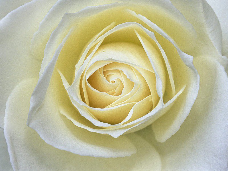 белая роза - цветы - оригинал