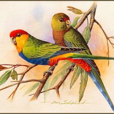 Оригинал схемы вышивки «попугайчики» (№57384)