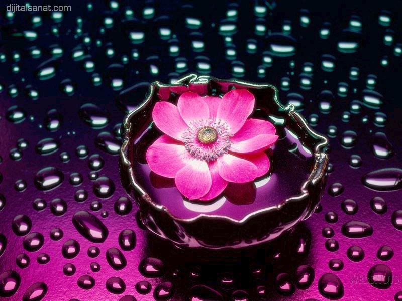 цветик-семицветик - цветы - оригинал