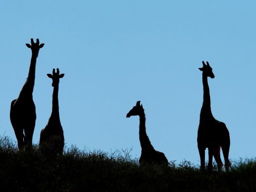 Силуэты жирафов - оригинал