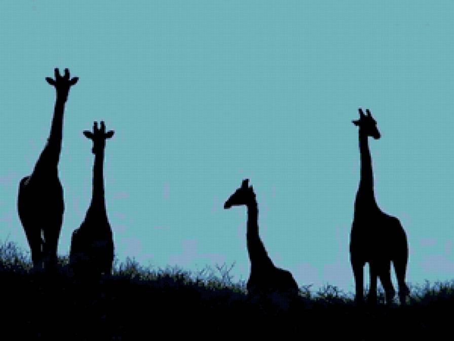 Силуэты жирафов - предпросмотр