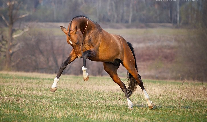 Взлет разрешен - животные, конь - оригинал