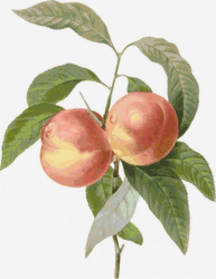 №57846 - фрукты - предпросмотр