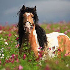 Схема вышивки «лошади»