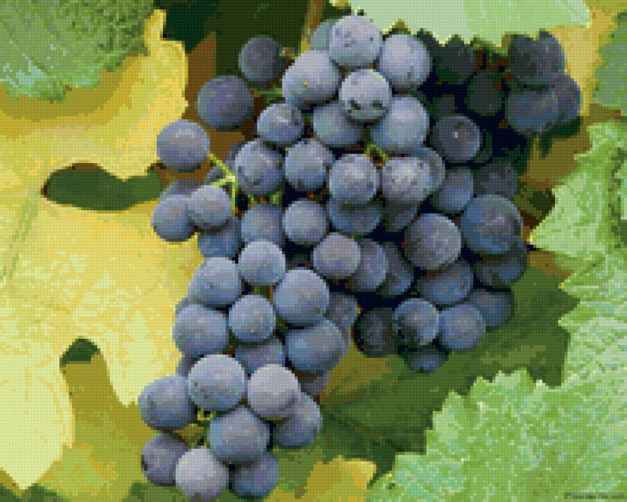 Виноград - фрукты - предпросмотр