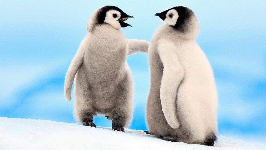 Пингвинята) - природа, животные, пингвины - оригинал