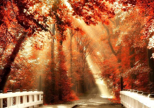 Осень) - природа, осень, деревья, времена года - оригинал