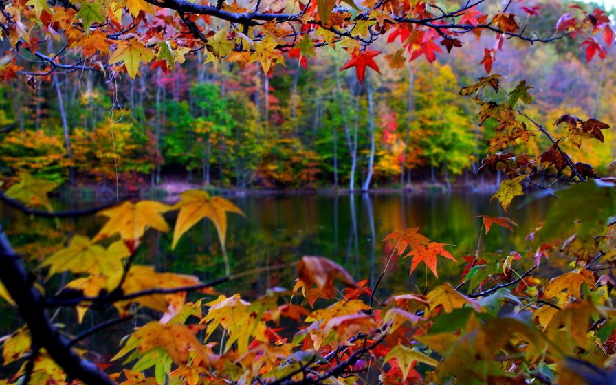 осень - времена года, осень, листья, пейзаж, деревья - оригинал