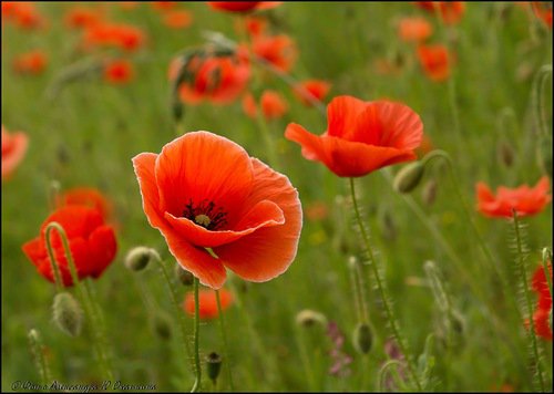 Маковое поле - цветы - оригинал