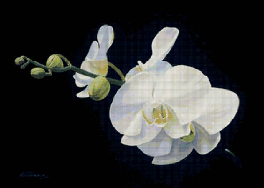 орхидея - цветы, картина, орхидеи - предпросмотр