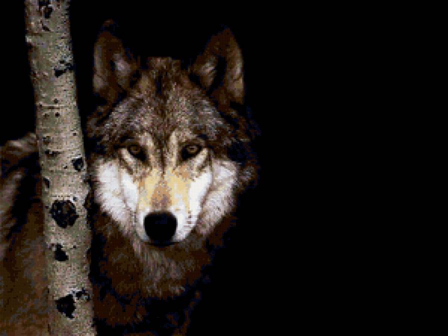 волк - дикая природа, волки, фауна - предпросмотр